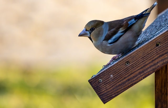 Skab Fuglevenlige Haver: Tips til at Tiltrække Fugle Året Rundt